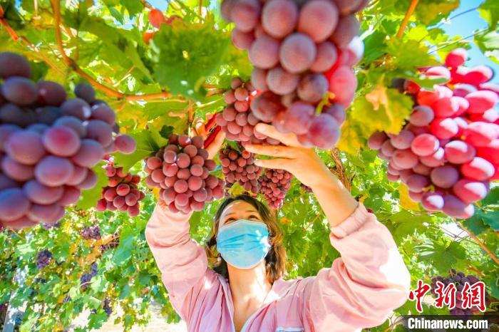 呼图壁县五工台镇唐墩果园葡萄种植农民专业合作社种植的鲜食葡萄陆续成熟。　陶维明 　摄